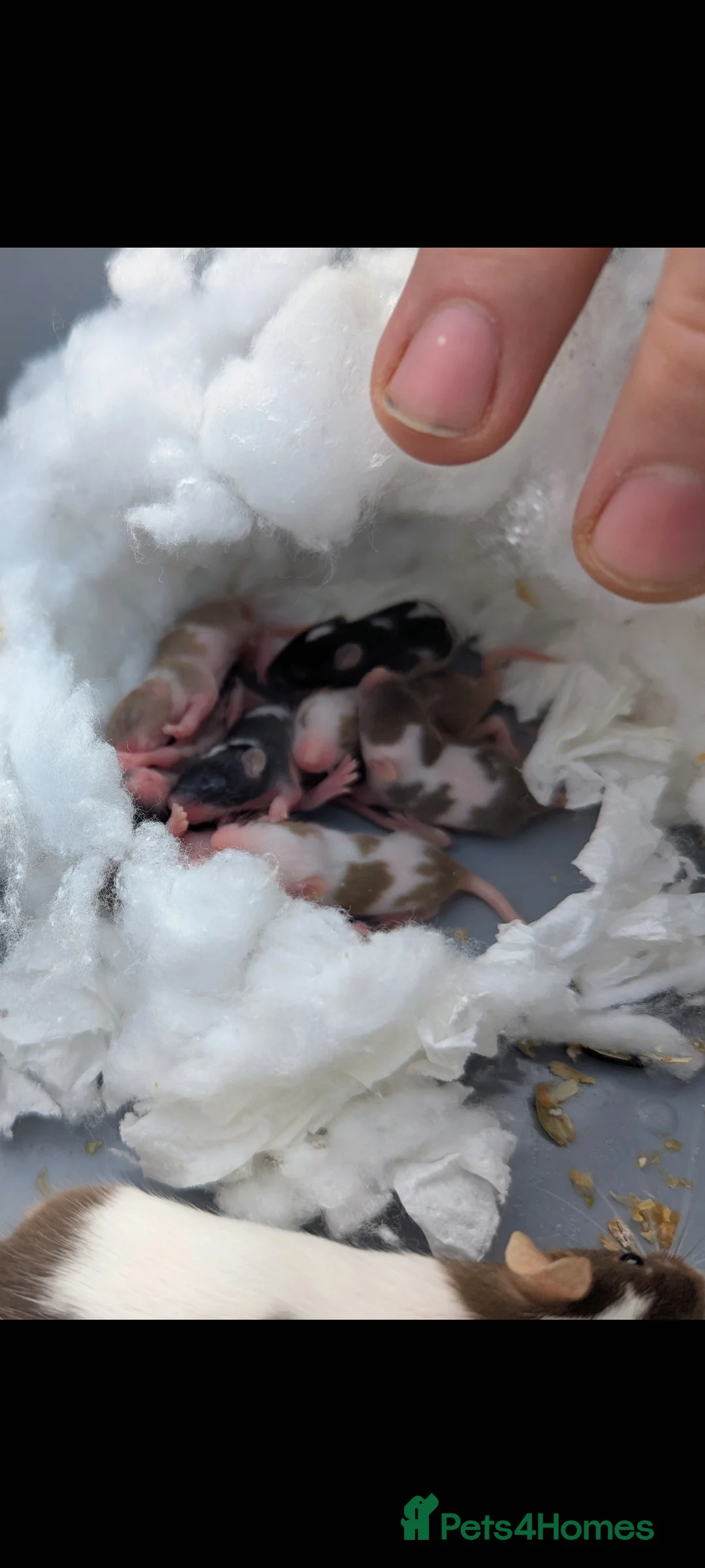 Mouse rodents for sale: Fancy mice  - Advert 2