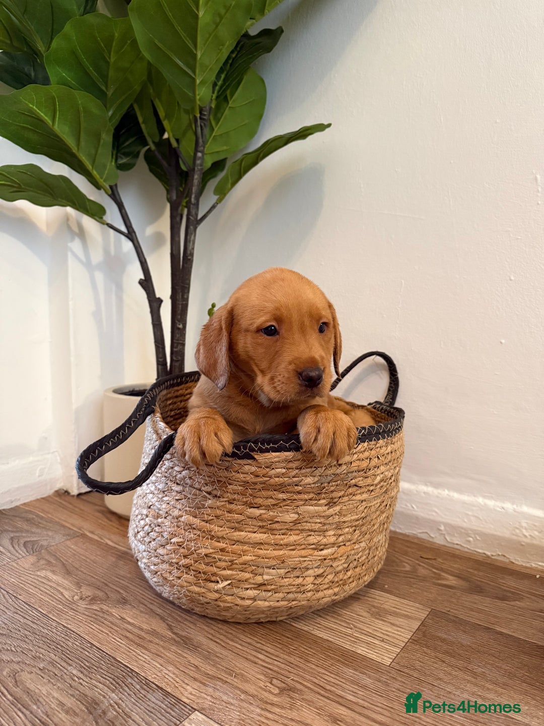 Labrador Retriever dogs for sale: Labrador pups for sale  - Advert 31