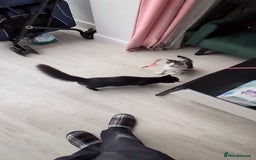 Domestic Shorthair cats for sale: 3 boys, 1 girl kittens  - Image 20
