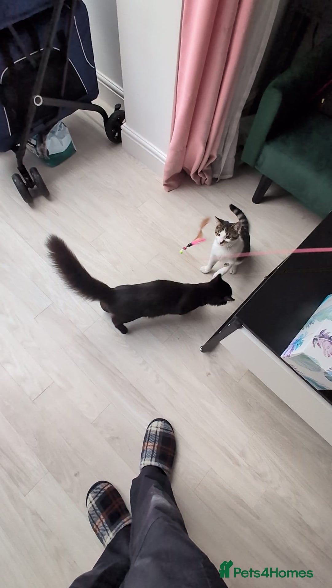 Domestic Shorthair cats for sale: 3 boys, 1 girl kittens  - Image 20