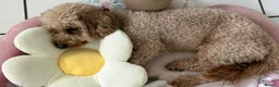 Cockapoo dogs for sale: 2 year old Cockapoo Girl 🌺  - Advert 2