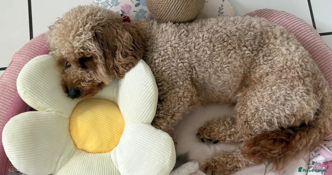 Cockapoo dogs for sale: 2 year old Cockapoo Girl 🌺  - Advert 2
