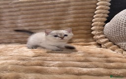 British Shorthair cats for sale: 3 lovely BS boys - Image 8