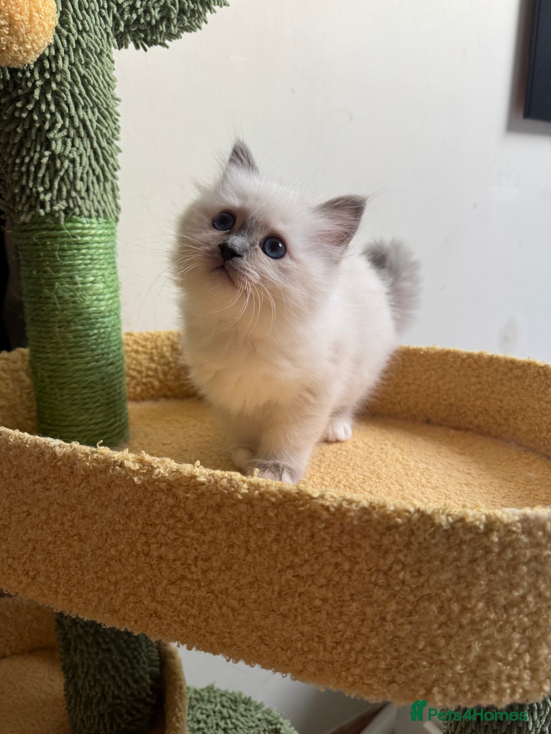 Birman cats for sale: Blue point female kitten for sale  - Image 13