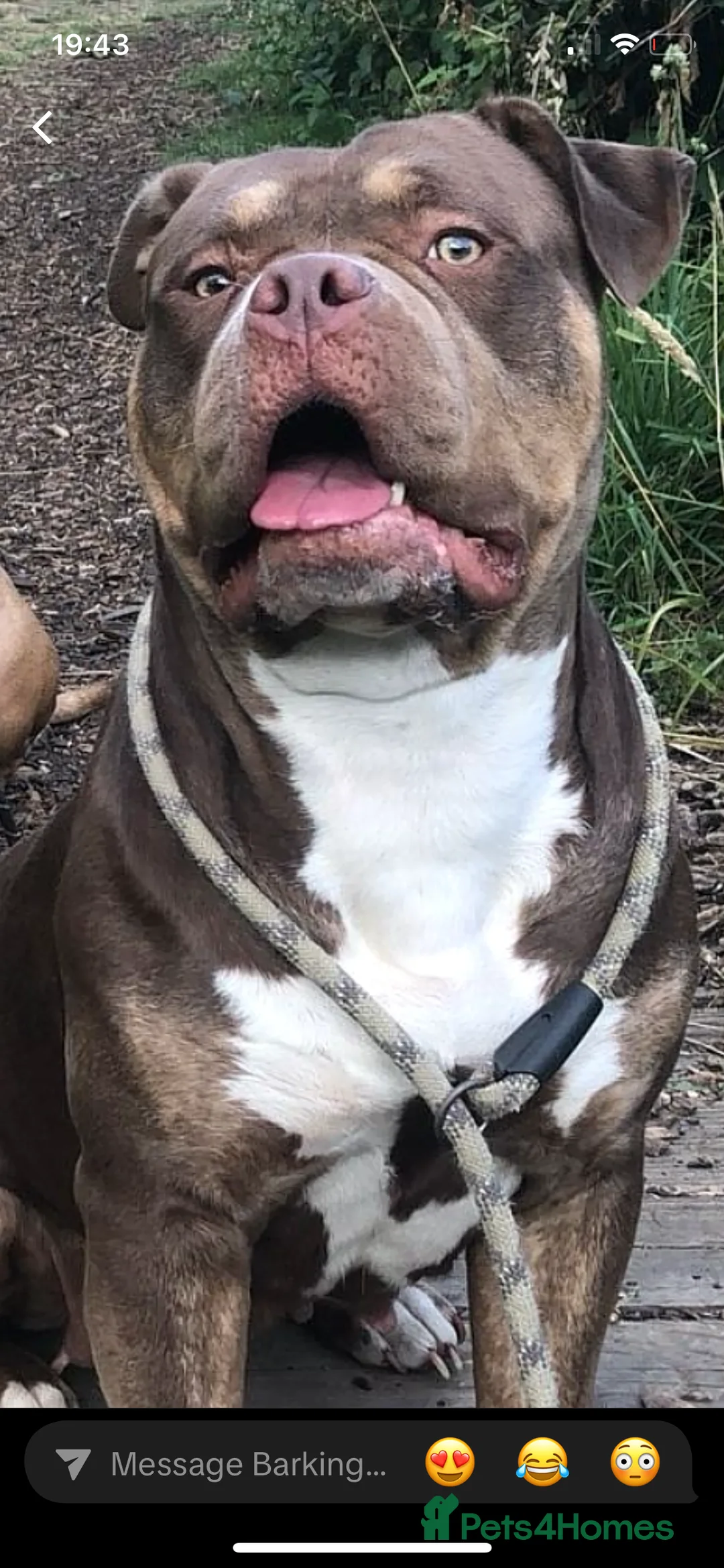 Mixed Breed dogs for sale: 4 stunning boys and 5 even more stunning girls - Advert 1