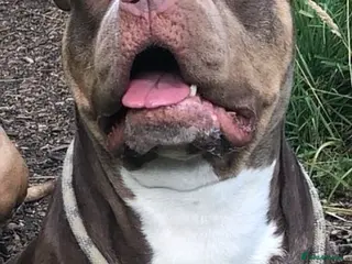 Mixed Breed dogs 4 stunning boys and 5 even more stunning girls - Advert 9