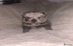 Chow Chow dogs for sale: Merle Chow Chow Pups 🐻 - Image 13