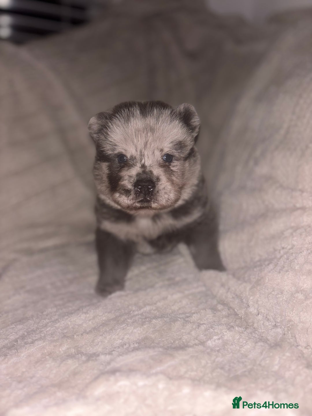 Chow Chow dogs for sale: Merle Chow Chow Pups 🐻 - Image 13