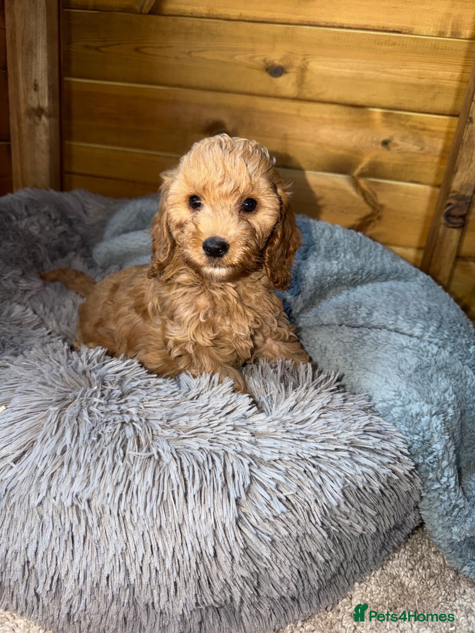 Cockapoo dogs Ready now we have fox red and apricot cockapoos F1 - Advert 2