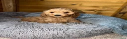 Cockapoo dogs for sale: Ready now we have fox red and apricot cockapoos F1 in Stourport-on-Severn - Advert 3