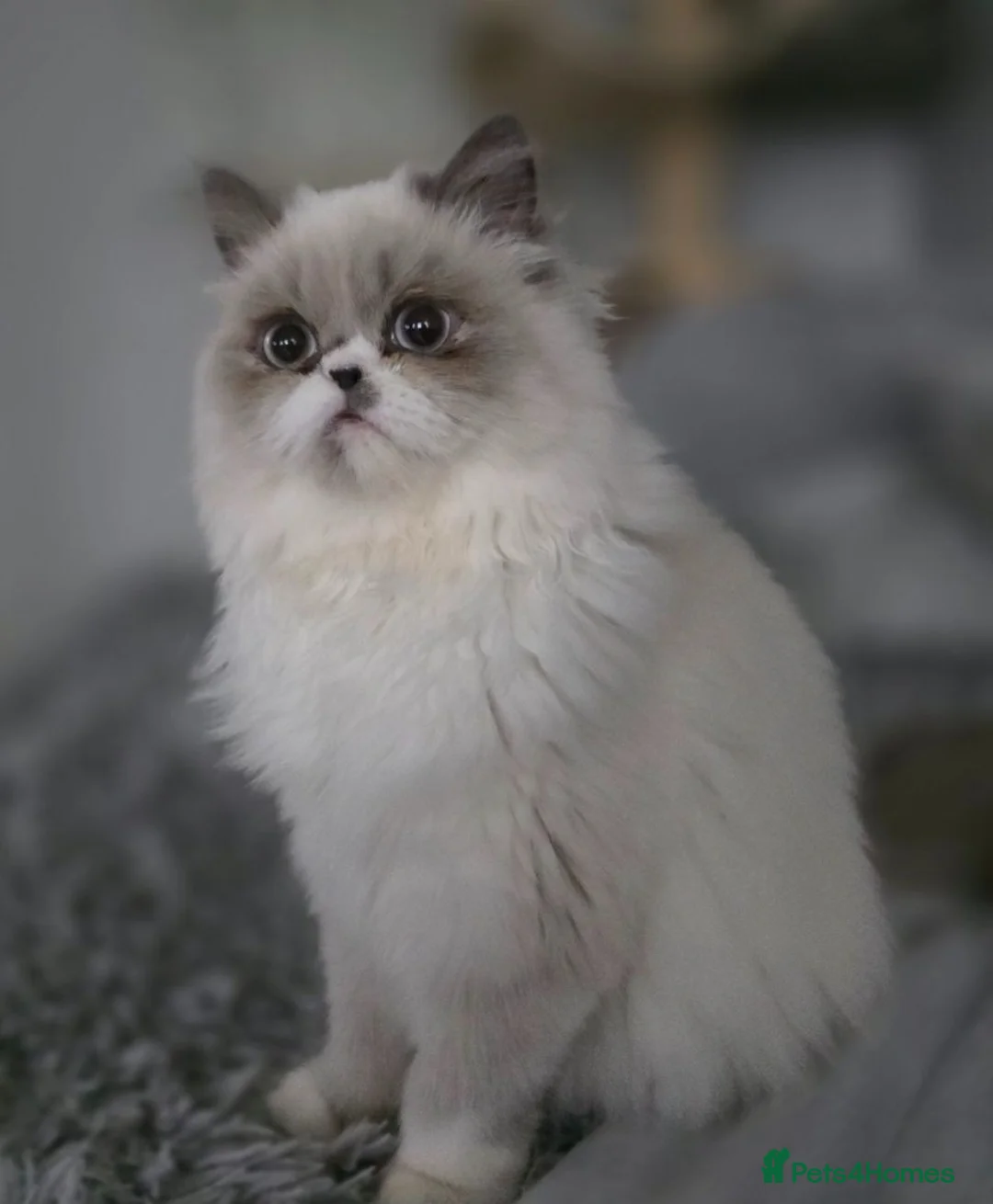Persian cats for sale: Persian x Ragdoll girls in Bicester - Advert 10