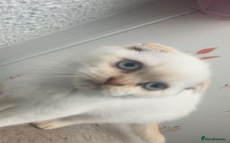 British Shorthair cats for sale: British Short hair/Scottish Fold - Image 4