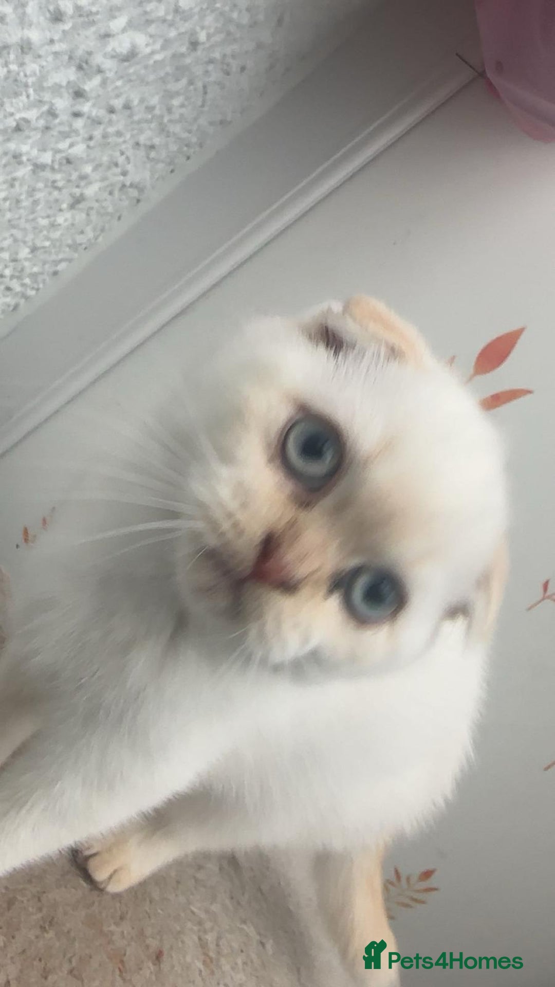 British Shorthair cats for sale: British Short hair/Scottish Fold - Image 4