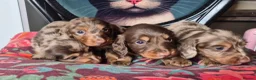 Miniature Dachshund dogs for sale: KC PRA clear Miniature dachshund puppies  - Advert 17