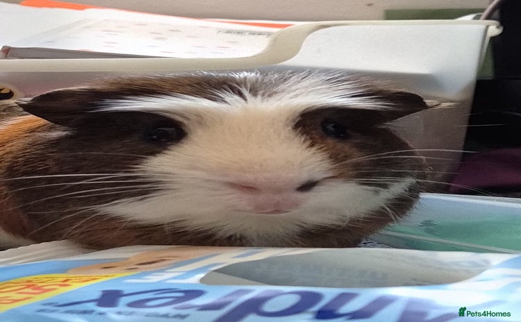 Guinea Pig rodents - Advert 9