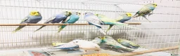 Budgerigars birds for sale: Beautiful Baby Budgies for sale. - Advert 8