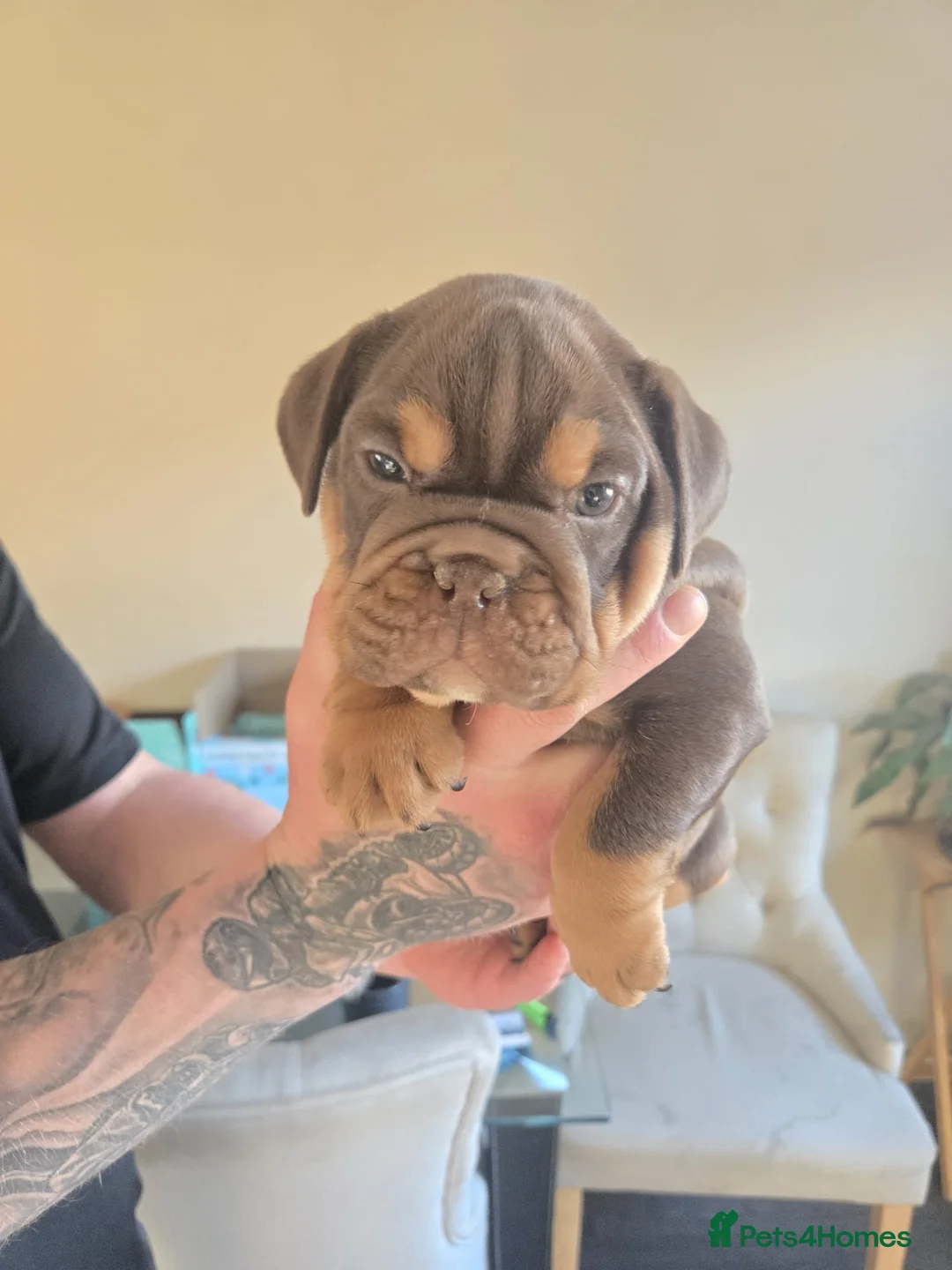 English Bulldog dogs for sale: 2 female English bulldog puppies in Leeds - Advert 2