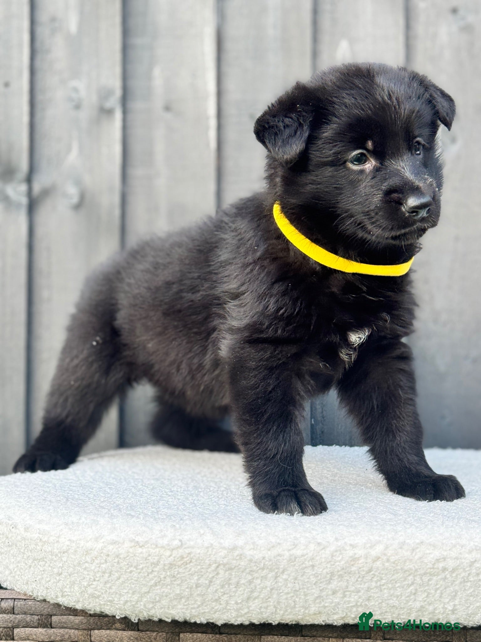 German Shepherd dogs STUNNING GERMAN SHEPHERD PUPPIES !!!!!!!! - Advert 1