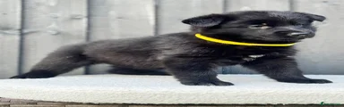 German Shepherd 2
