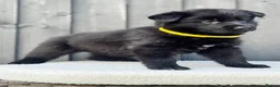 German Shepherd dogs for sale: STUNNING GERMAN SHEPHERD PUPPIES !!!!!!!! in Ilford - Advert 1