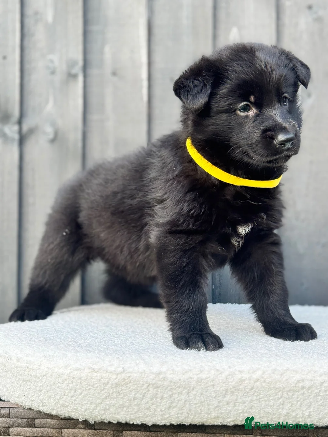 German Shepherd dogs for sale: STUNNING GERMAN SHEPHERD PUPPIES !!!!!!!! in Ilford - Advert 1