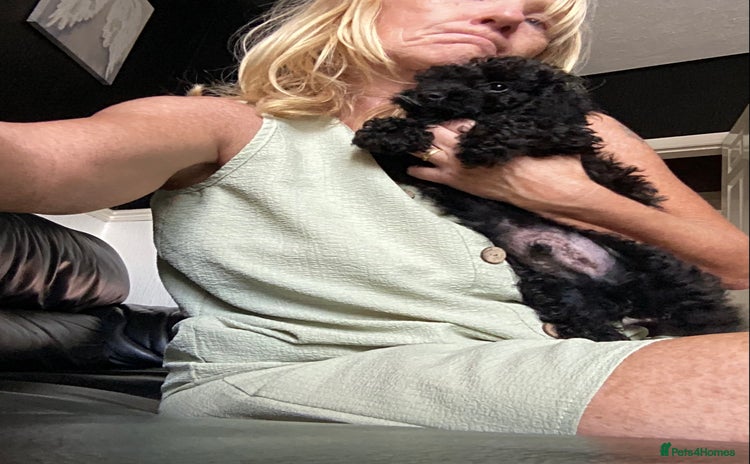 Doxiepoo dogs - Advert 1