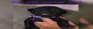 Black girl (purple collar)