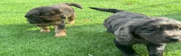Cocker Spaniel dogs for sale: Cocker spaniel puppies in Llanelli - Advert 4