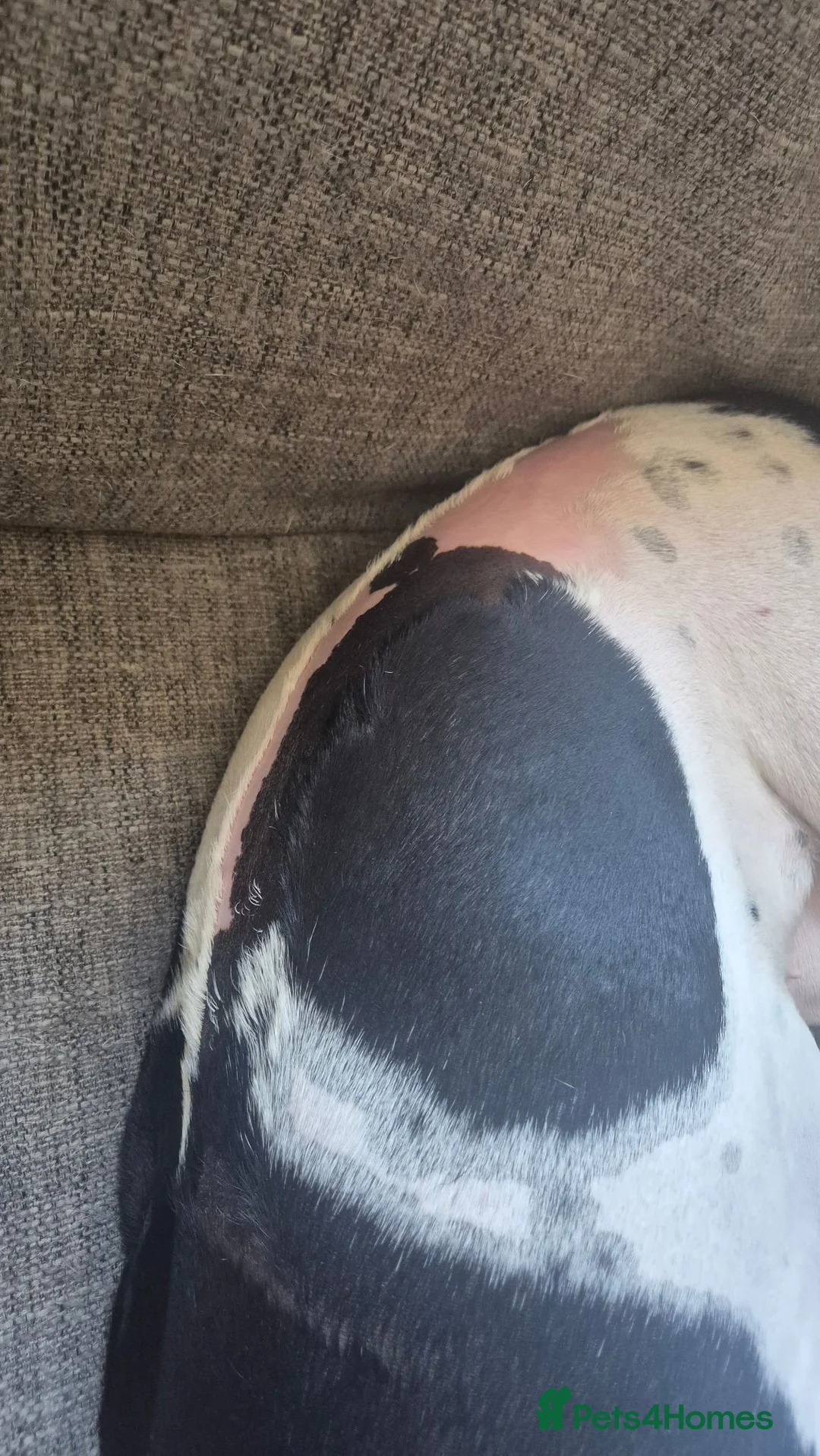 Pointer dogs for sale: English pointer  in Harlow - Advert 2