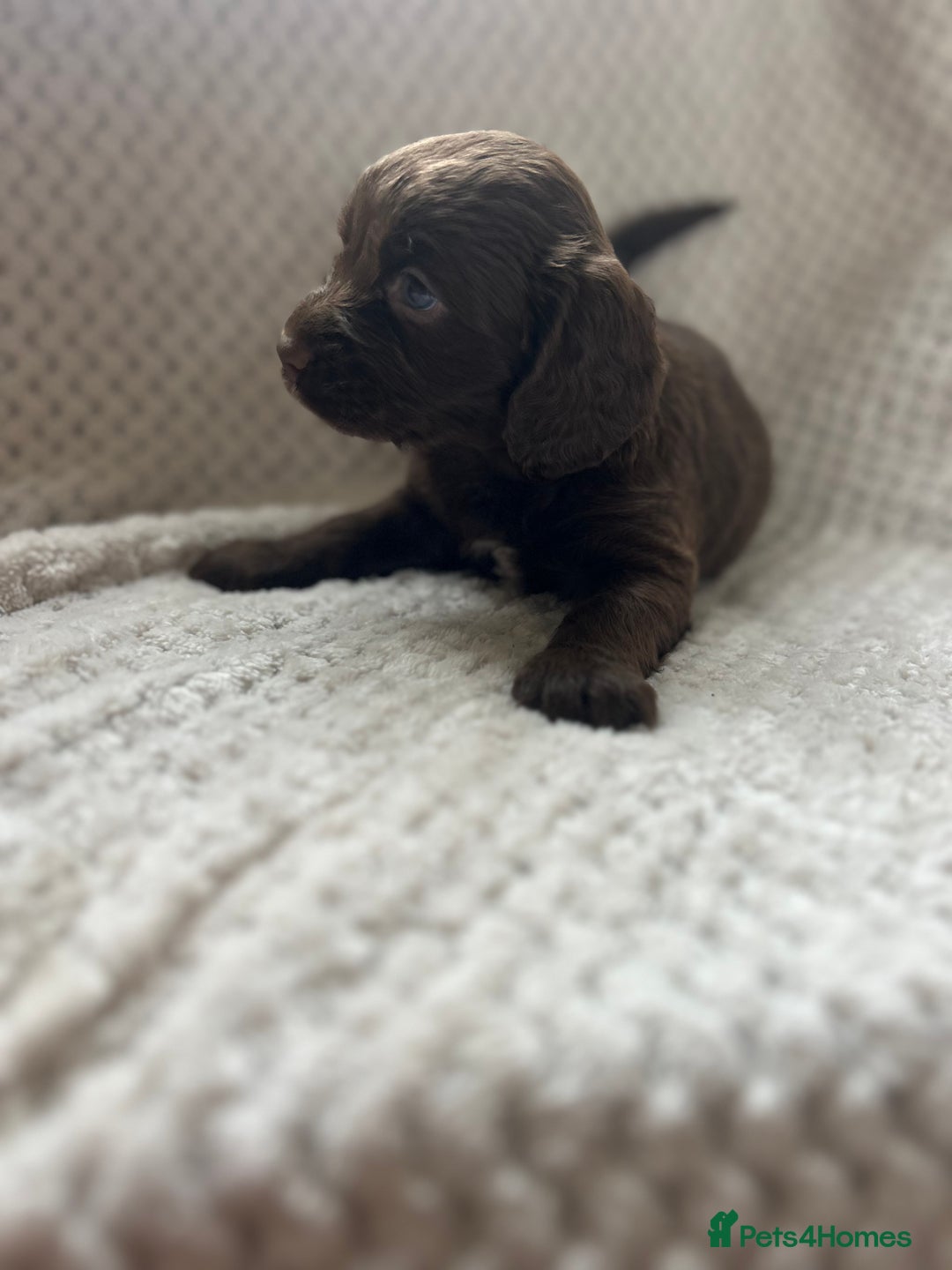 Cockapoo dogs for sale: beautiful toy cockapoo - Image 10