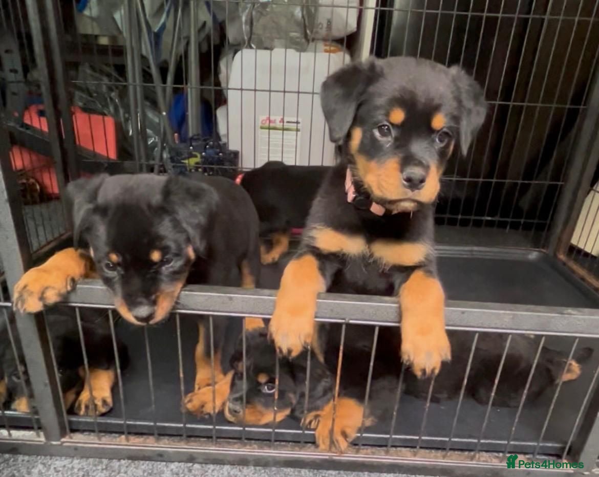 Rottweiler dogs Rottwiler puppies - Advert 2