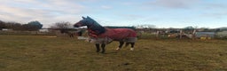 English Thoroughbred horses for sale: Amber - Advert 2