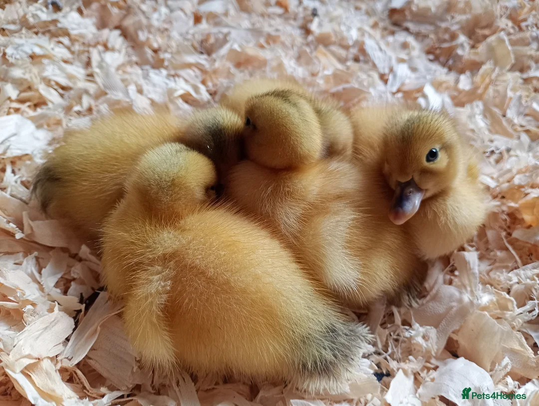 Ducks poultry for sale: Silver Bantam Duck Hatching Eggs  - Advert 1