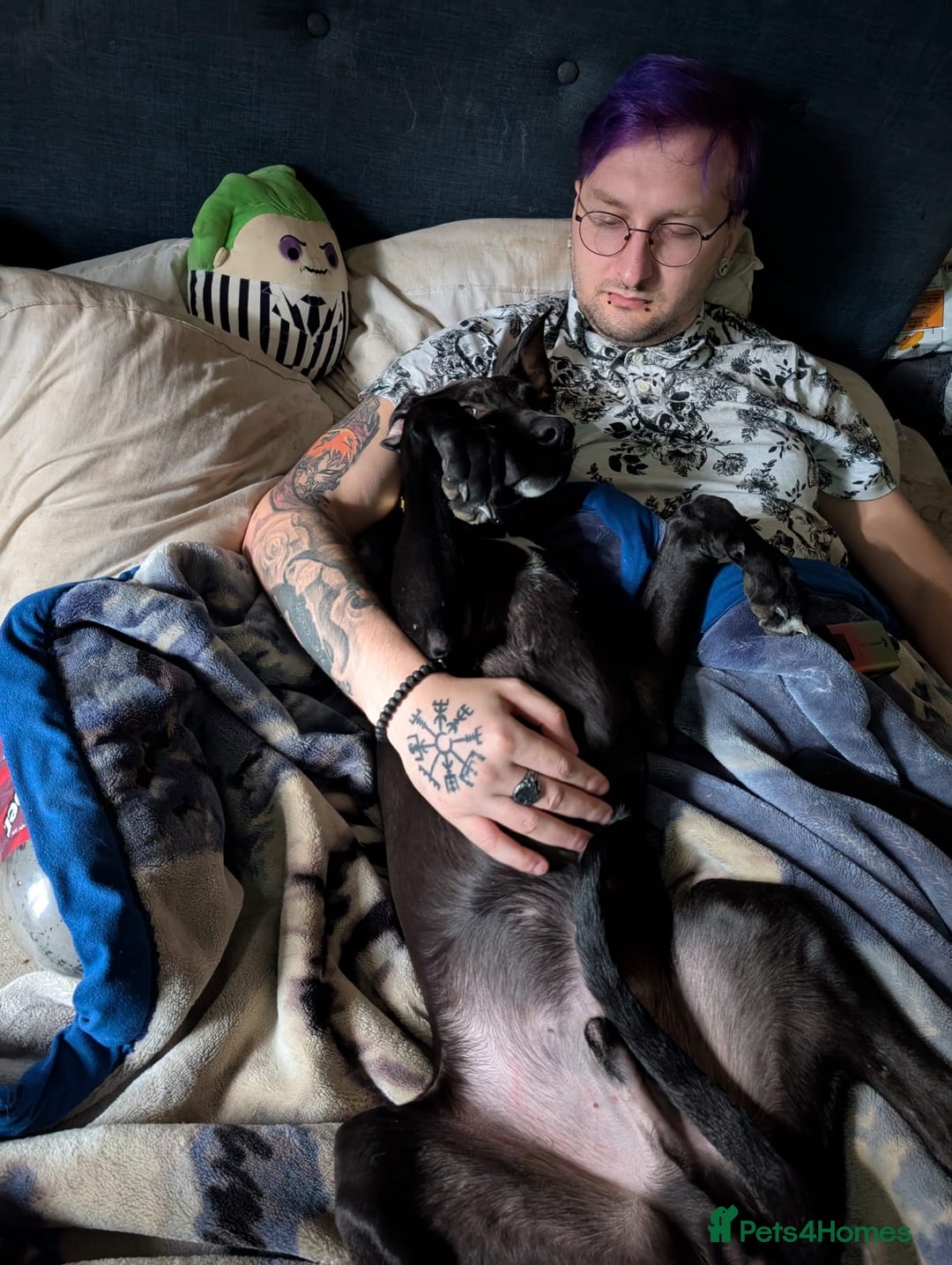 Lurcher dogs for sale: Lucifer looking for his forever home  - Advert 6