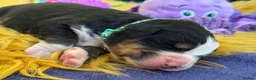 Bernese Mountain Dog dogs for sale: Beautiful Bernese Mountain Dog Puppies in Eye - Advert 5