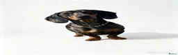 Dachshund dogs for stud: Dates Available with a Super Sexy Sausage!  - Advert 1