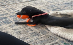 Patterjack dogs for sale: Patterdale puppies in Merthyr Tydfil - Image 3