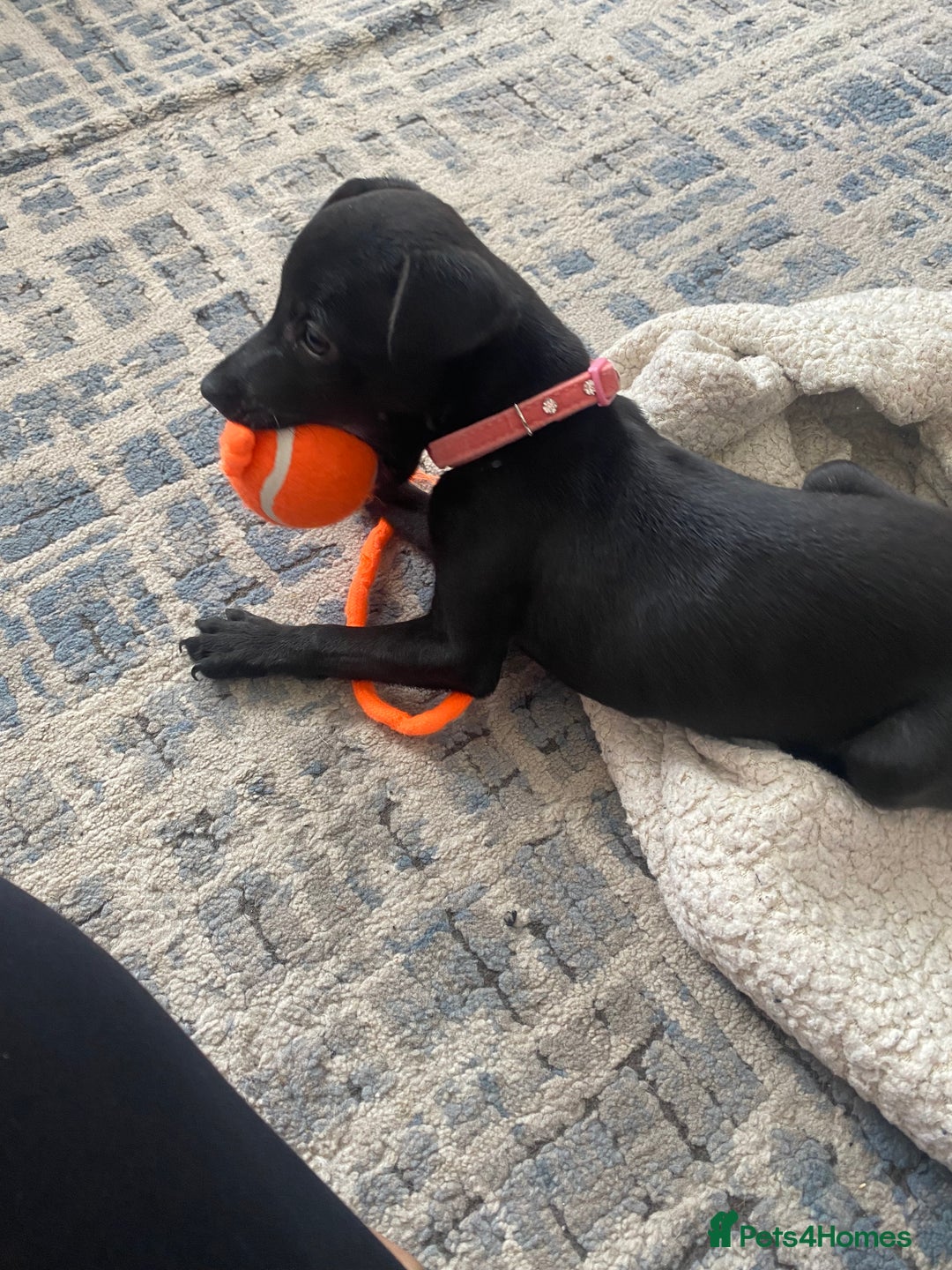 Patterjack dogs for sale: Patterdale puppies in Merthyr Tydfil - Image 3