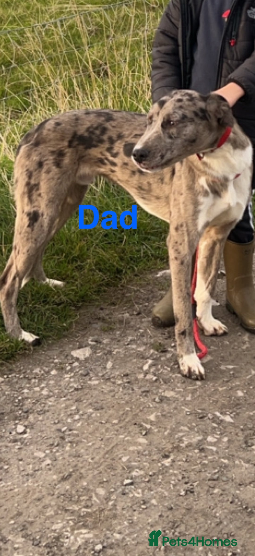 Mixed Breed dogs for sale: Merle sprocker x lurcher puppies  - Image 22