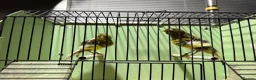 Canaries birds for sale: Southern Dutch Frill Canary pair - Advert 3