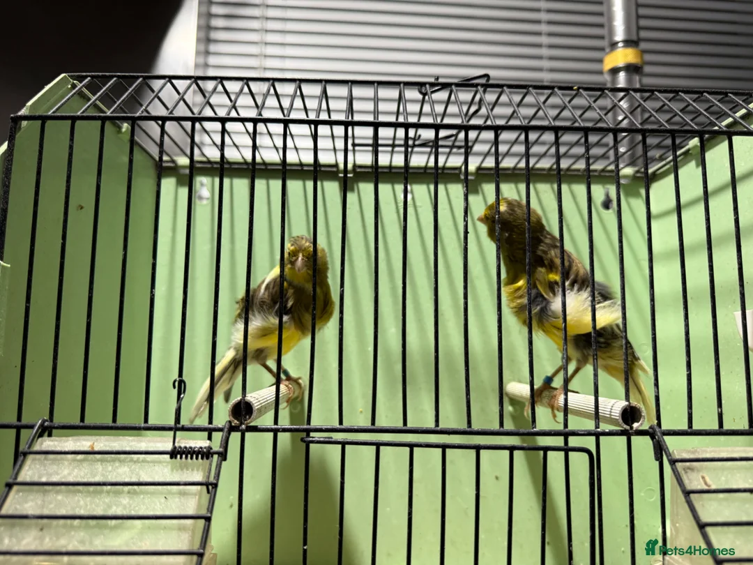 Canaries birds for sale: Southern Dutch Frill Canary pair - Advert 3