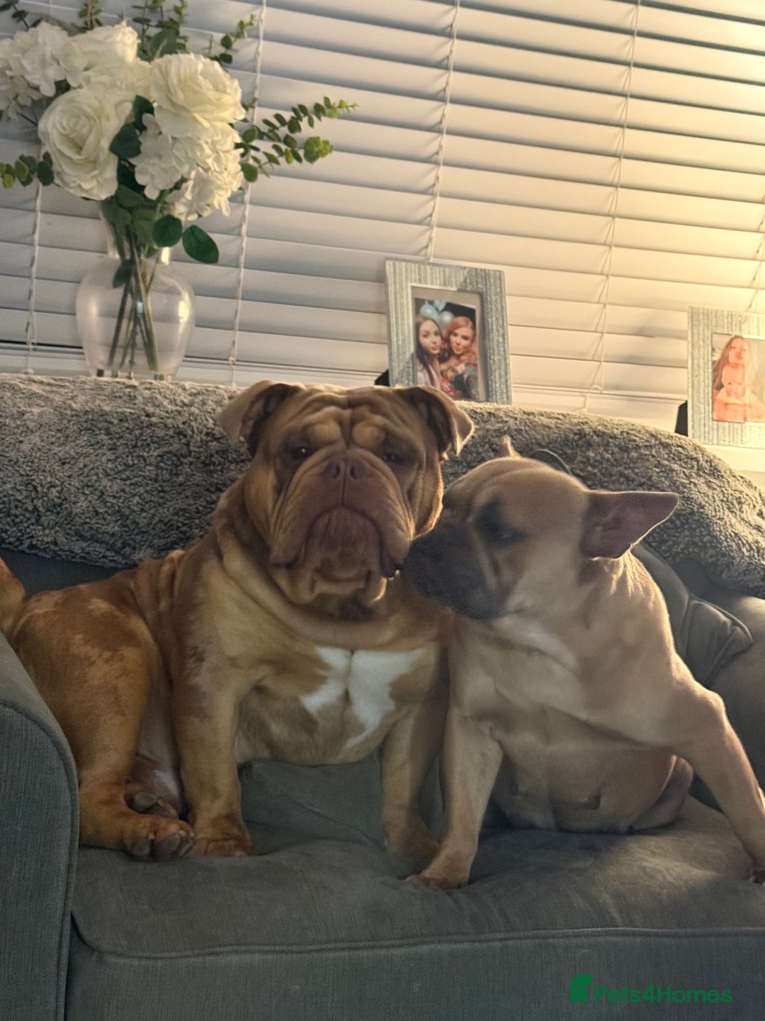 Mixed Breed dogs for sale: 3 girls 1 boy pup for sale - Image 8