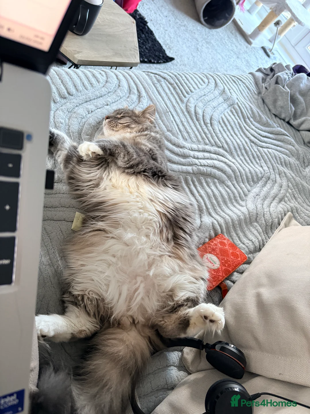 Mixed Breed cats for sale: 3 fluffy grey females  - Advert 4