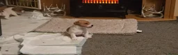 Jack Russell dogs for sale: Mini jack russel pups ready 13 june deposit secure - Advert 8