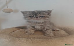 Exotic cats for sale: Exotic Shorthair Kittens - Image 4