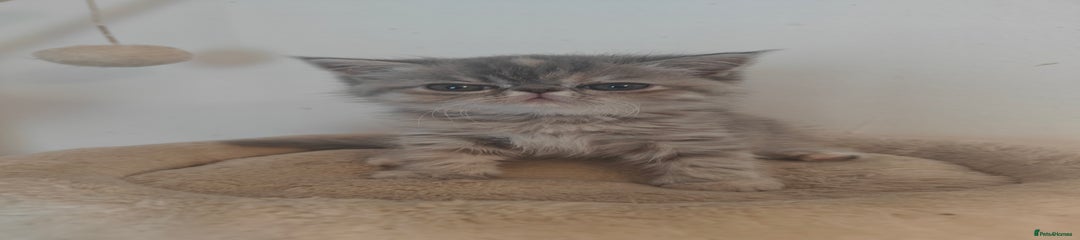Exotic Kitten 2