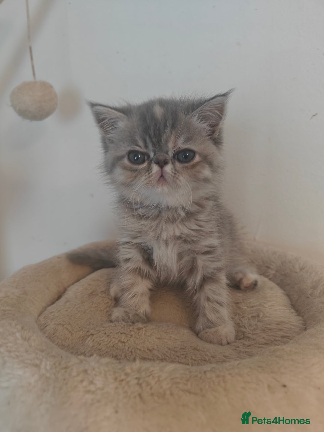 Exotic cats for sale: Exotic Shorthair Kittens - Image 4