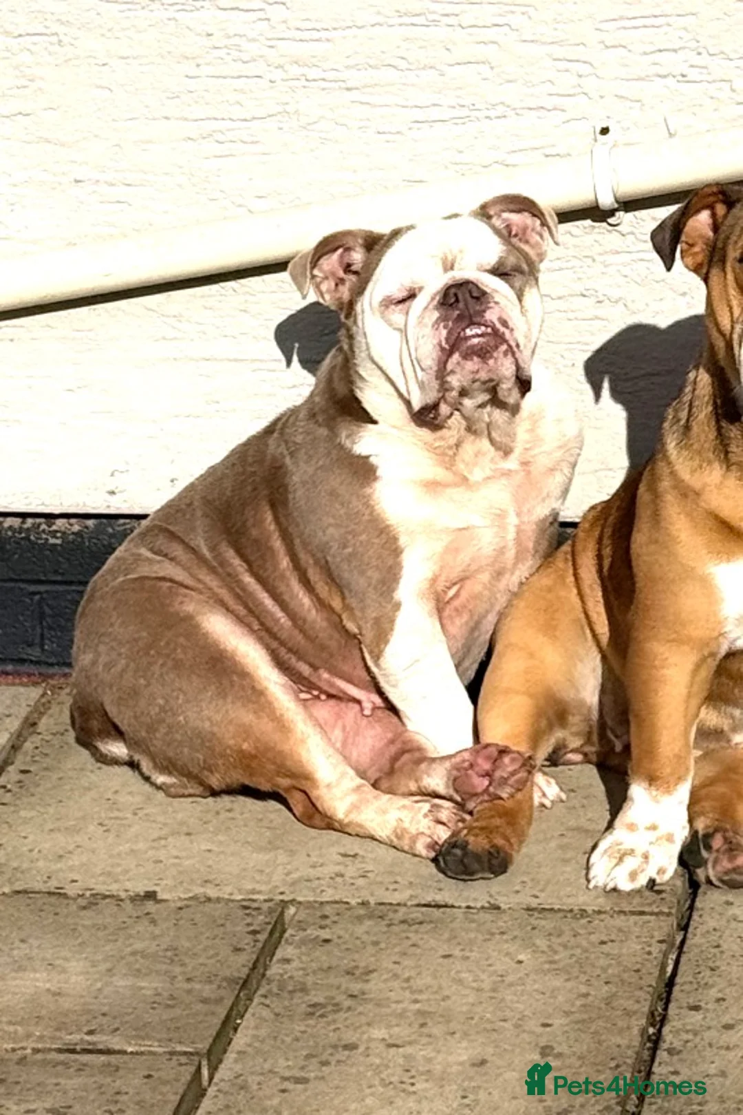 English Bulldog dogs for sale: Beautiful Bulldog Girl - Advert 3