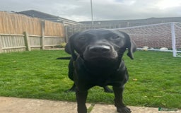 Labrador Retriever dogs for sale: Black lab - girl for rehoming  - Image 1