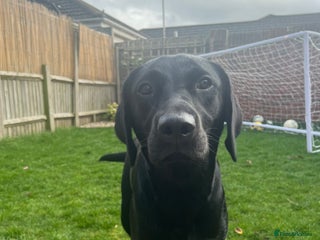 Labrador Retriever dogs - Advert 13